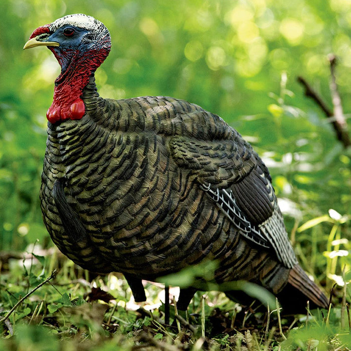 Avian-X LCD quarter-strut jake turkey decoy in durable PVC with realistic feather detail and red-headed posture.