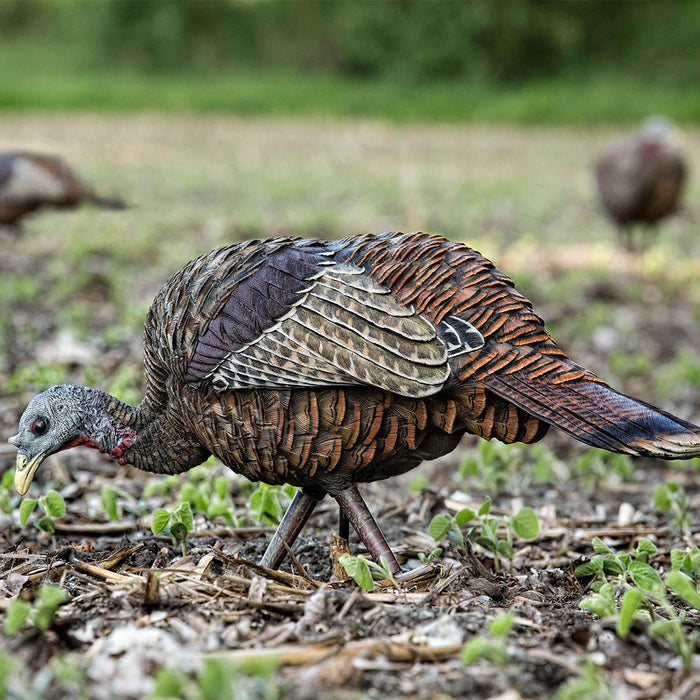 Avian X LCD feeder hen turkey decoy with realistic brown feathers and durable PVC construction in a field setting.