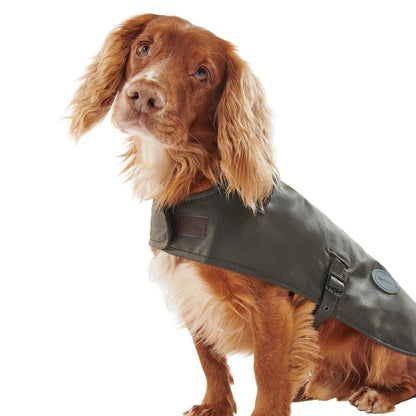 Brown spaniel wearing a classic olive green Barbour waxed cotton dog coat with a cord collar and adjustable side straps.