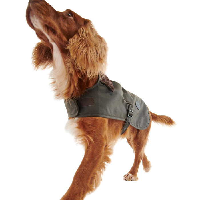 Dog wearing an olive green Barbour waxed cotton coat with a brown corduroy collar and adjustable side fastenings.