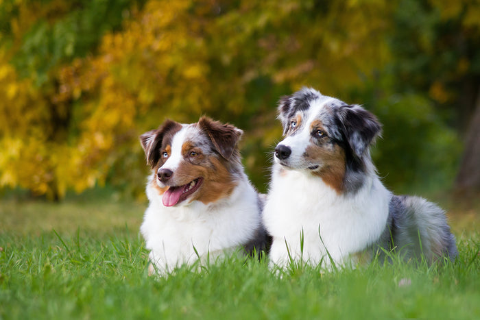 Dog Fabric, Australian Shephard Fabric Panel, 3744 - Beautiful Quilt