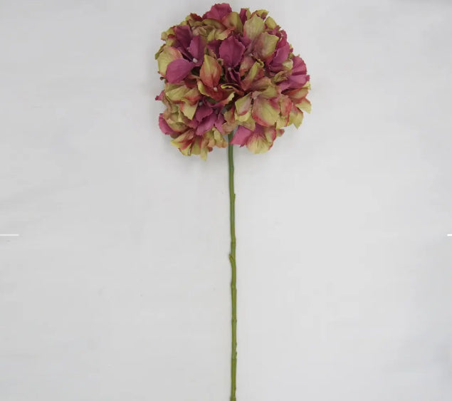 Hydrangea--Jewel tone colored
