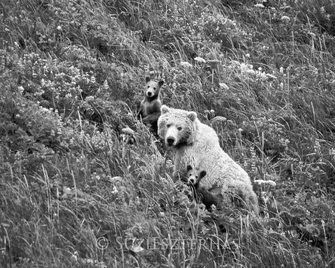 Mom and Baby Bears in Flowers Photo
