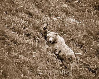 Mom and Baby Bears in Flowers Photo