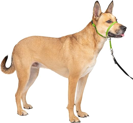 PetSafe Gentle Leader No-Pull Dog Headcollar - The Ultimate Solution to Pulling - Redirects Your Dog's Pulling For Easier Walks - Helps You Regain Control - Medium, Apple Green