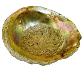 A top-down view of the Large Abalone Shell Natural Ashtray, showing the iridescent interior of the shell.