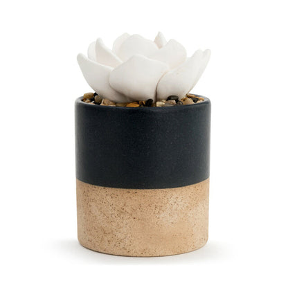 Succulent Oil Diffuser