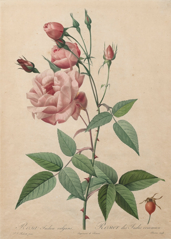 Botanical illustration of a pink rose with green leaves on a beige background
