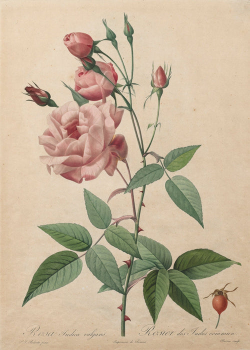 Botanical illustration of a pink rose with green leaves on a beige background