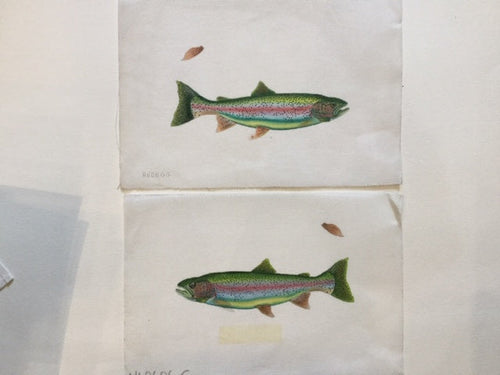 Trout