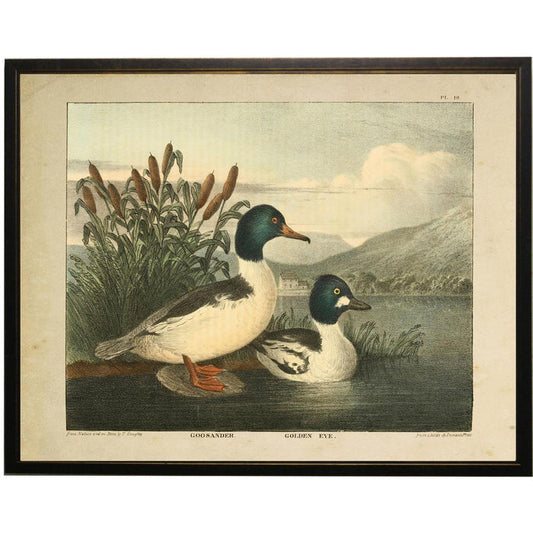 Vintage framed print featuring Goosander and Goldeneye ducks in a natural lakeside setting with a dark wood frame.