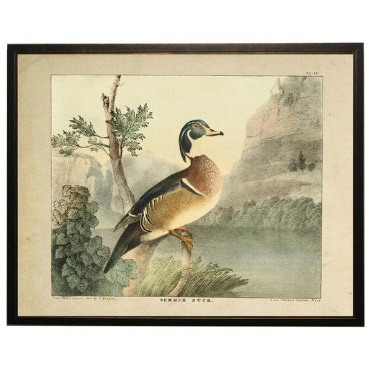 Vintage wood duck print in a black frame, featuring a colorful bird illustration on a landscape background with antique paper texture.